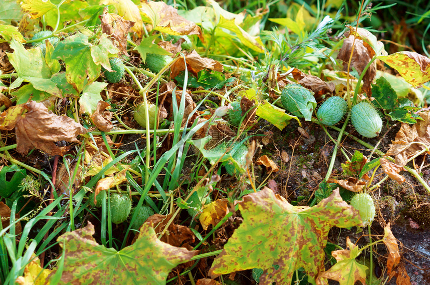 栖息地Ecballium野黄瓜植物一年生疯狂黄瓜植物Ecballium一年生疯狂黄瓜植物野春天夏图片