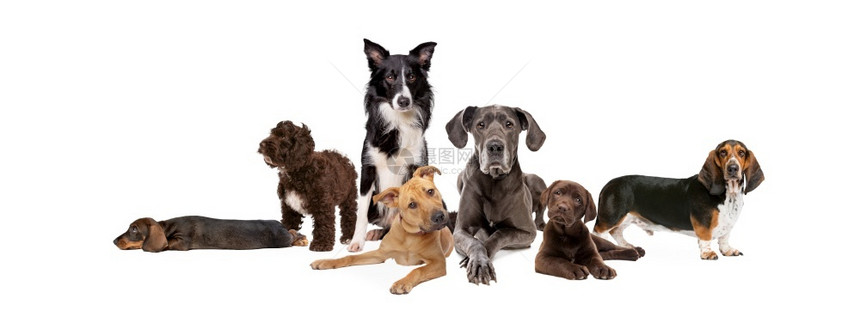 出去盒七个不同的狗种在白色背景面前出现七个不同的狗种七个不同的狗种团体图片