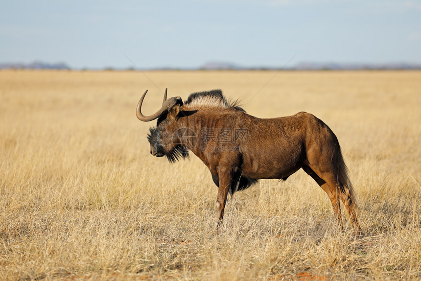 自然在南非Mokala公园露天草原上一个黑色的野生人Connochaetesgnou荒野非洲图片