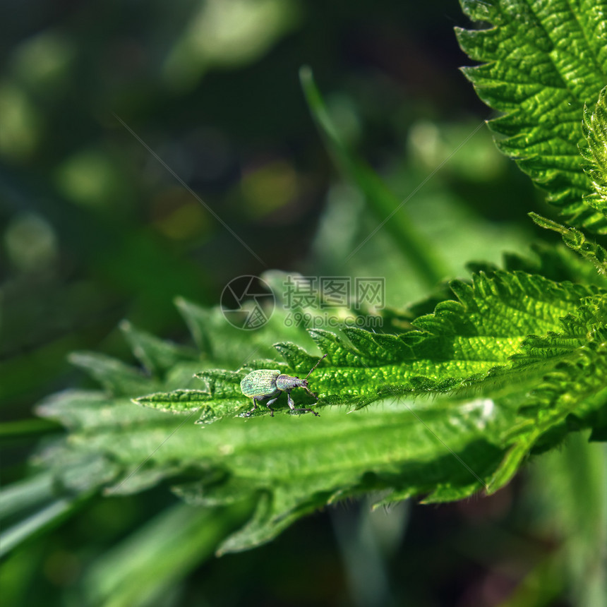 环境花园漏洞小型绿甲虫WeevilPhyllobius近距离接一个针对模糊的暗绿花背景织物叶并有复制空间和选择焦点图片