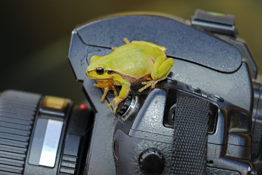 绿树青蛙站在照相机上HylaArborea常设户外数码单反图片