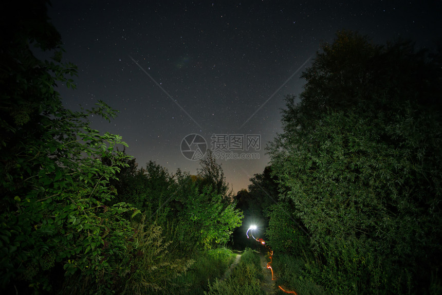 夜晚森林风景图片