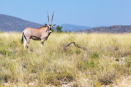 中间黑斑羚户外肯尼亚大草原中部的羚羊肯尼亚大草原中部的羚羊图片