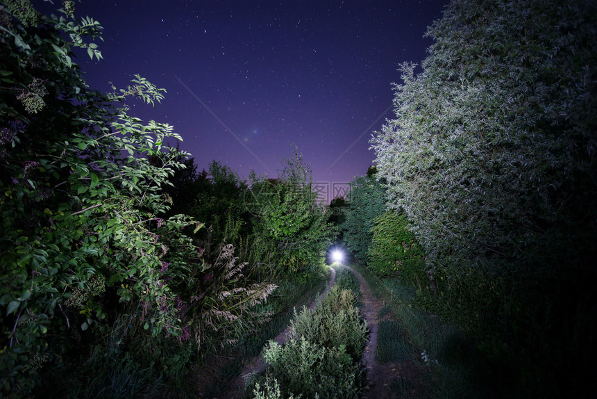 夜晚森林风景图片