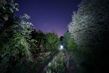 夜晚森林风景图片