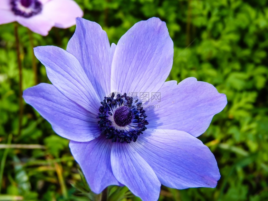紫色菊花的近视季节单身图片