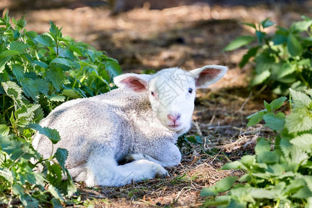 春季时在树之间撒羊羔毛茸的农业绿色图片