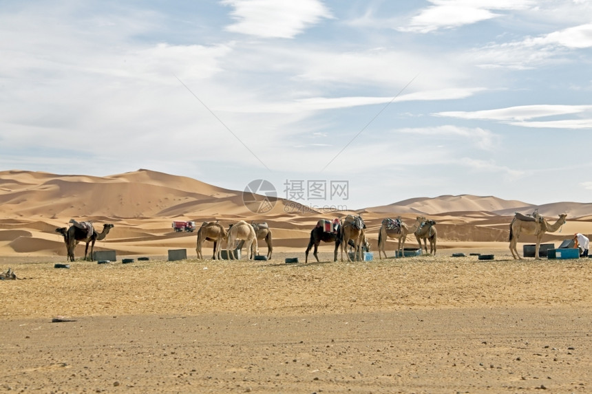 太阳切比日落时撒哈拉沙漠的骆驼尔格图片
