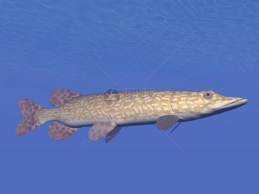 一条北面的鱼在水下深处游泳北面的鳄鱼在水下游北方使成为礁图片