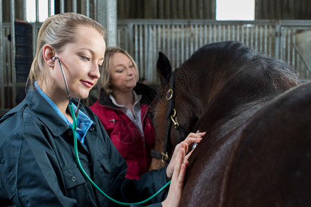 听诊器向稳定马匹提供医疗Exacam职业审查图片