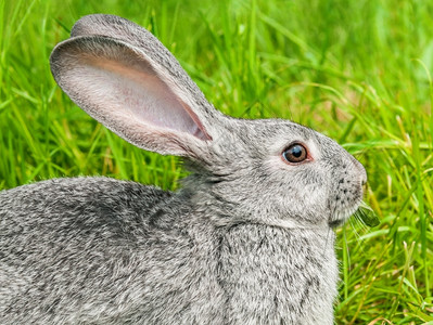 兔子坐在草地上图片