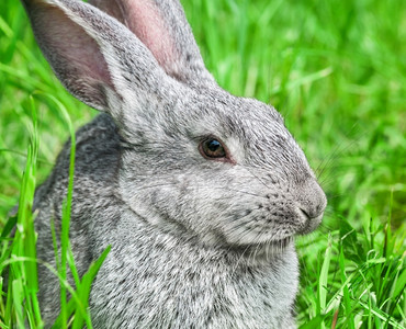 兔子坐在草地上图片