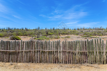 边界舍内维尔在博作为篱笆或栅栏长排种植的Cacti一行预订图片