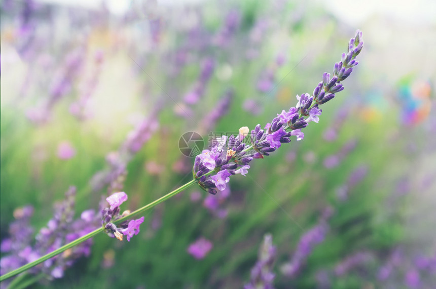 季节紫色的花园有选择地关注花朵中的熏衣草生长图片