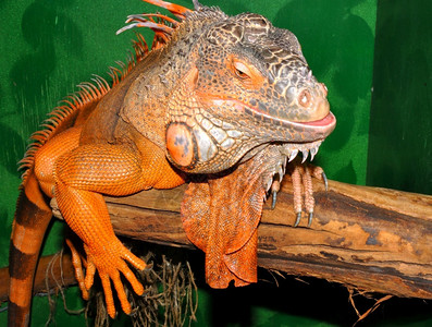 红蜥蜴变形绿色蜥蜴拉丁Iguana蜥蜴是家族的大型食草蜥蜴动物学生图片