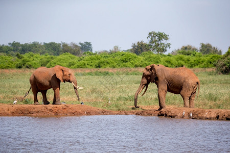 荒野美丽游戏稀树草原上的水坑和一些红象在稀树草原上的水井和一些红象图片