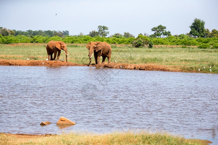 绿色稀树草原上的水坑和一些红象在稀树草原上的水井和一些红象厚皮动物保护图片