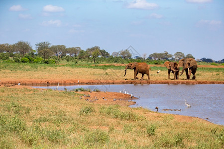 稀树草原上的水坑和一些红象在稀树草原上的水井和一些红象乔贝博茨瓦纳牙图片