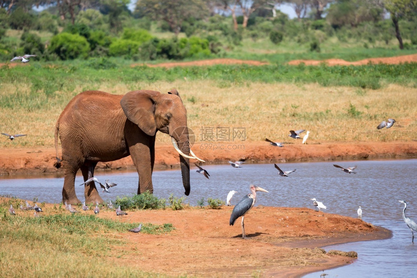 红色的肯尼亚稀树草原上的水坑和一些红象在稀树草原上的水井和一些红象野生动物图片