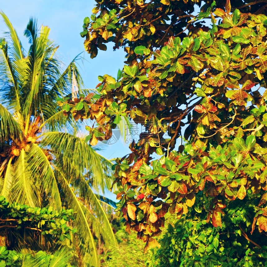 灌木丛塔伊树对蓝天的泰国枝分支天蓝色清除图片