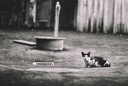 街上的流浪猫图片