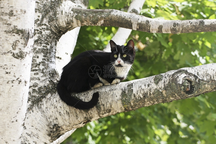 荒野树上的猫一只黑白躺在树枝上户外为了图片