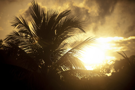 兰卡威岛强烈的日落与一棵棕榈树图片