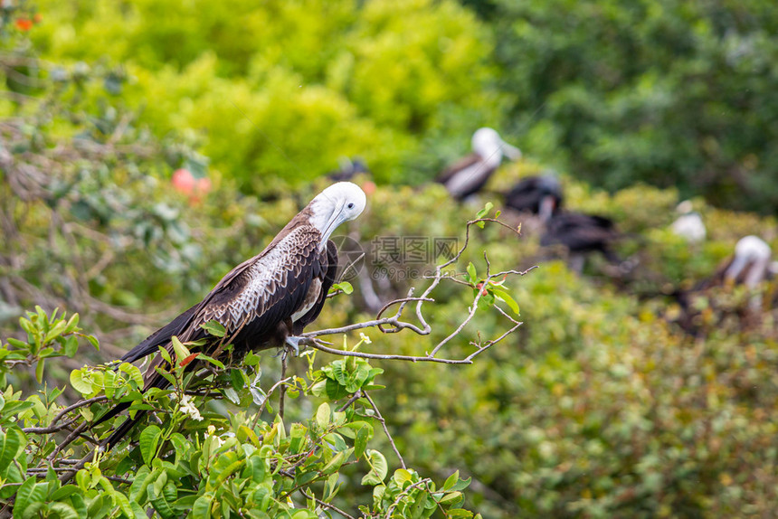 膨胀交配美国人伯利兹群岛自然栖息地的大型护卫舰鸟类伯利兹自然栖息地的大型护卫舰鸟类图片