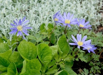 粉色的紫岩雏菊花园不同色调绿叶的紫岩雏菊花园组合物叶子芫图片