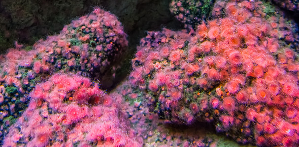 猕猴桃颜色热带海洋生物背景岩石上的粉红和色海葵洋生物背景图片
