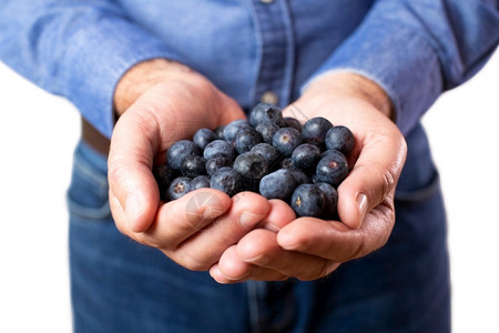 叶酸拍摄拥有新鲜蓝莓的成熟人新鲜的图片