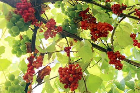 挂在花园里的红熟五味子枝条红熟五味子枝条农业夏令门户14图片