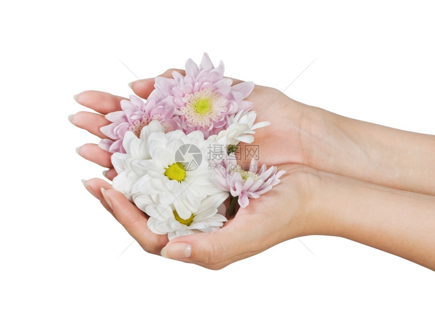 青年柔软的美丽女手和白色鲜花相照着美丽女手皮肤护理图片
