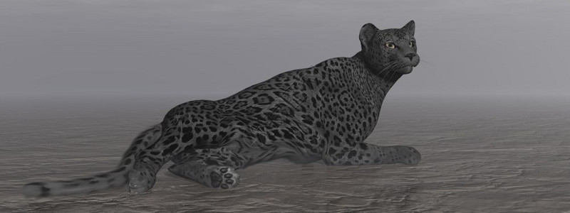 休息中豹子形象的自然一只黑美洲豹在暗的夜晚静地躺在上黑色美洲豹休息3D地面设计图片
