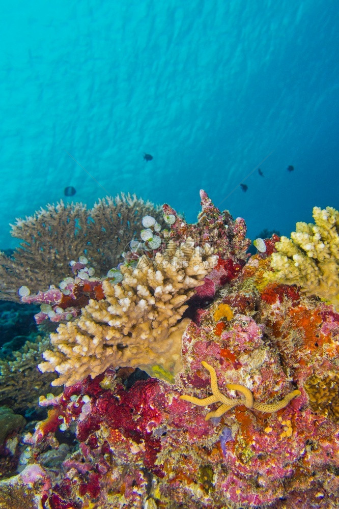 珊瑚礁建筑南阿里环礁岛马尔代夫印度洋亚洲动物学建造栖息地图片