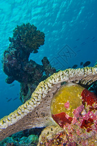 印度人珊瑚礁建筑南阿里环岛马尔代夫印度洋亚洲红虫类冷静的背景图片