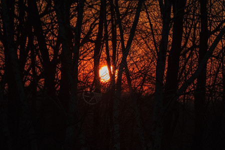 日落时森林景观华丽的丰富多彩股票图片