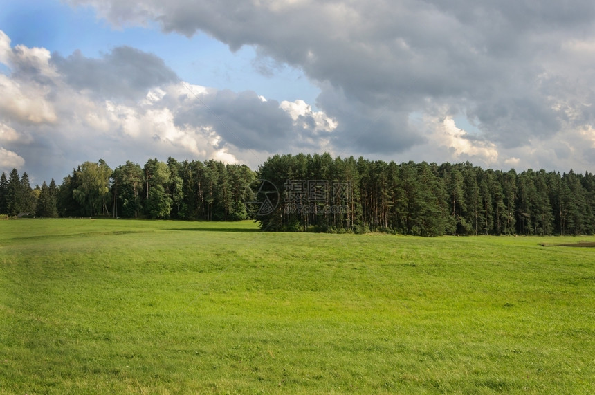针叶树林俄罗斯Sunny夏日普什科夫地区希金斯基保留地Mikhailovskoye村附近的Meadow和森林图片