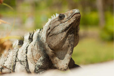 脊柱蜥蜴类单身的Iguana在墨西哥拍摄照片图片