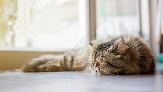 睡觉的波斯猫图片