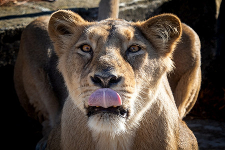 荒野印度人A类严重濒危物种美洲豹Leopersica女图片