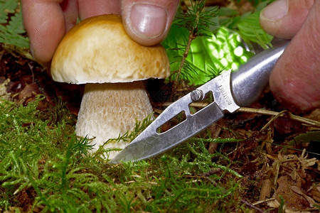 埃德尔皮尔兹真菌森林中的巨石蘑菇还有苔和青春牛肝菌目植被背景