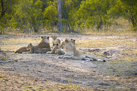 苹果浏览器捕食者铺设两只狮子和四幼崽躺下休息图片