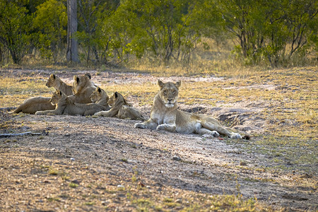 动物猎人肉食两只狮子和四幼崽躺下休息图片
