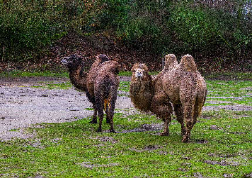 国内的家庭双倍两只美丽野骆驼一起在牧草中放来自亚洲的驯养动物图片