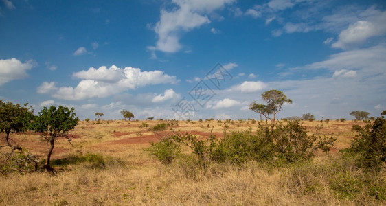 旅游自然肯尼亚的风景草地有树木蓝天空云彩金合欢图片