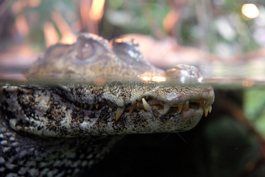 热带鳄鱼危险马克西米尔图片