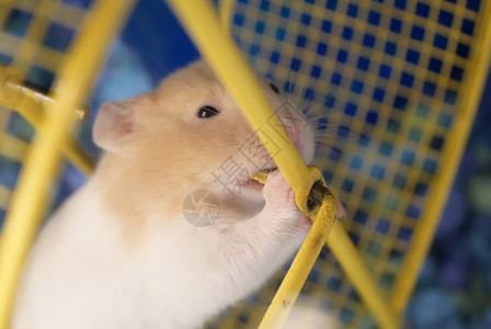 黄色笼子奇特的Skrian仓鼠在宠物店的笼子里磨牙快速地单身的啮齿动物背景