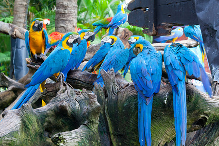 漂亮的热带自然树上坐着多彩的金刚鹦鹉图片