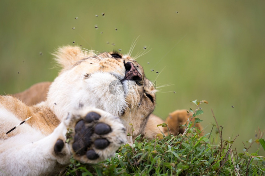 游戏黑豹一只雌狮的嘴里有很多苍蝇一只雌狮的嘴里有很多苍蝇捕食者图片